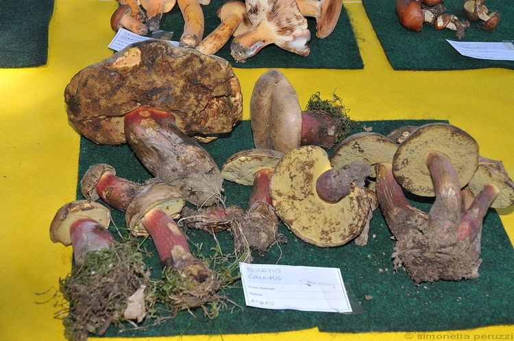 Mostra micologica a Villa Ankuri - PT